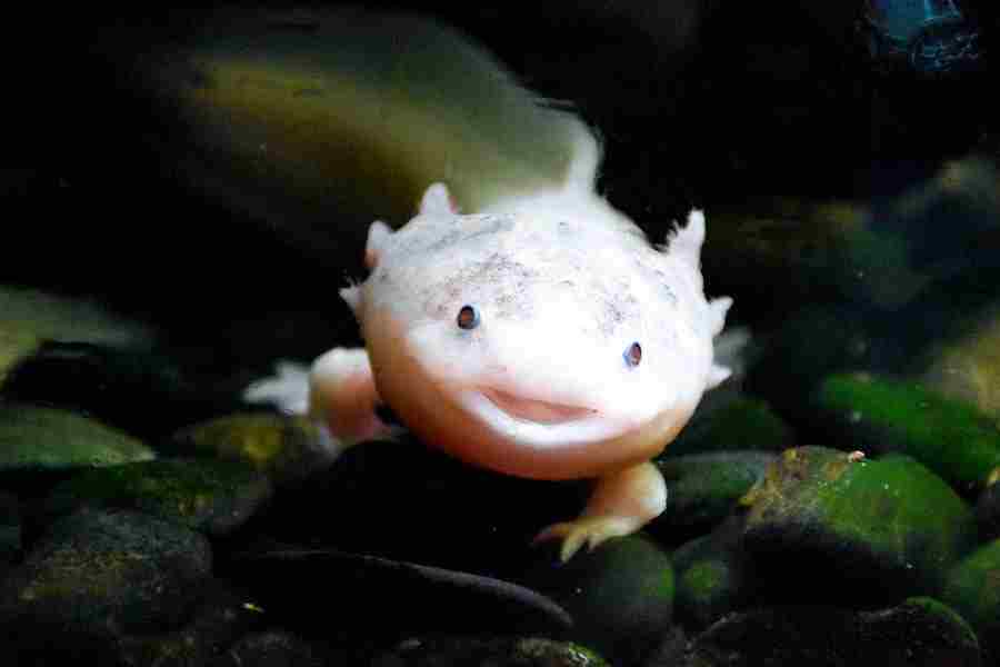 Can You Have An Axolotl As A Pet