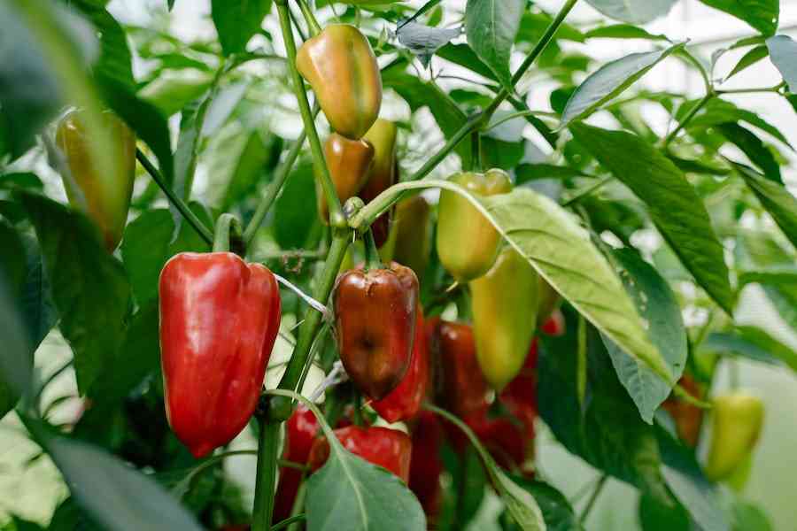 What Not To Plant With Peppers